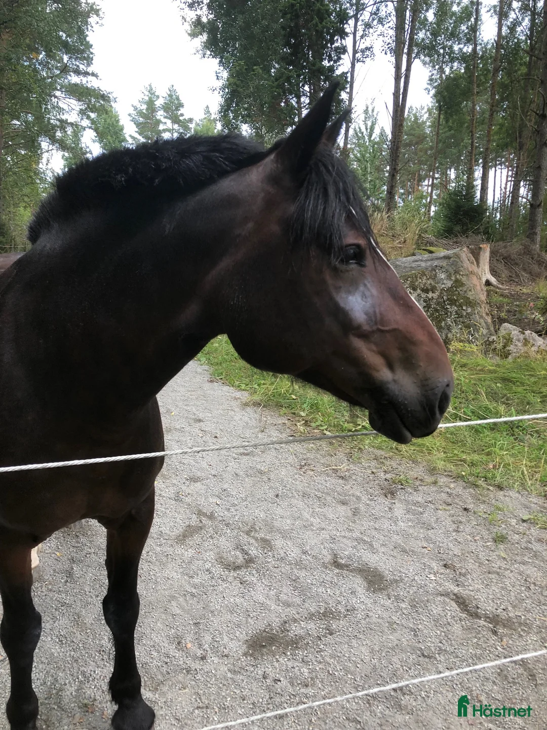 Trav hästar till salu: Inkörd sällskapshäst? - Annons 2