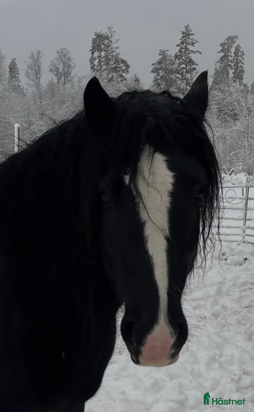 Övrigt hästar till salu: Irish Cob x Clydesdale hingst  - Annons 2