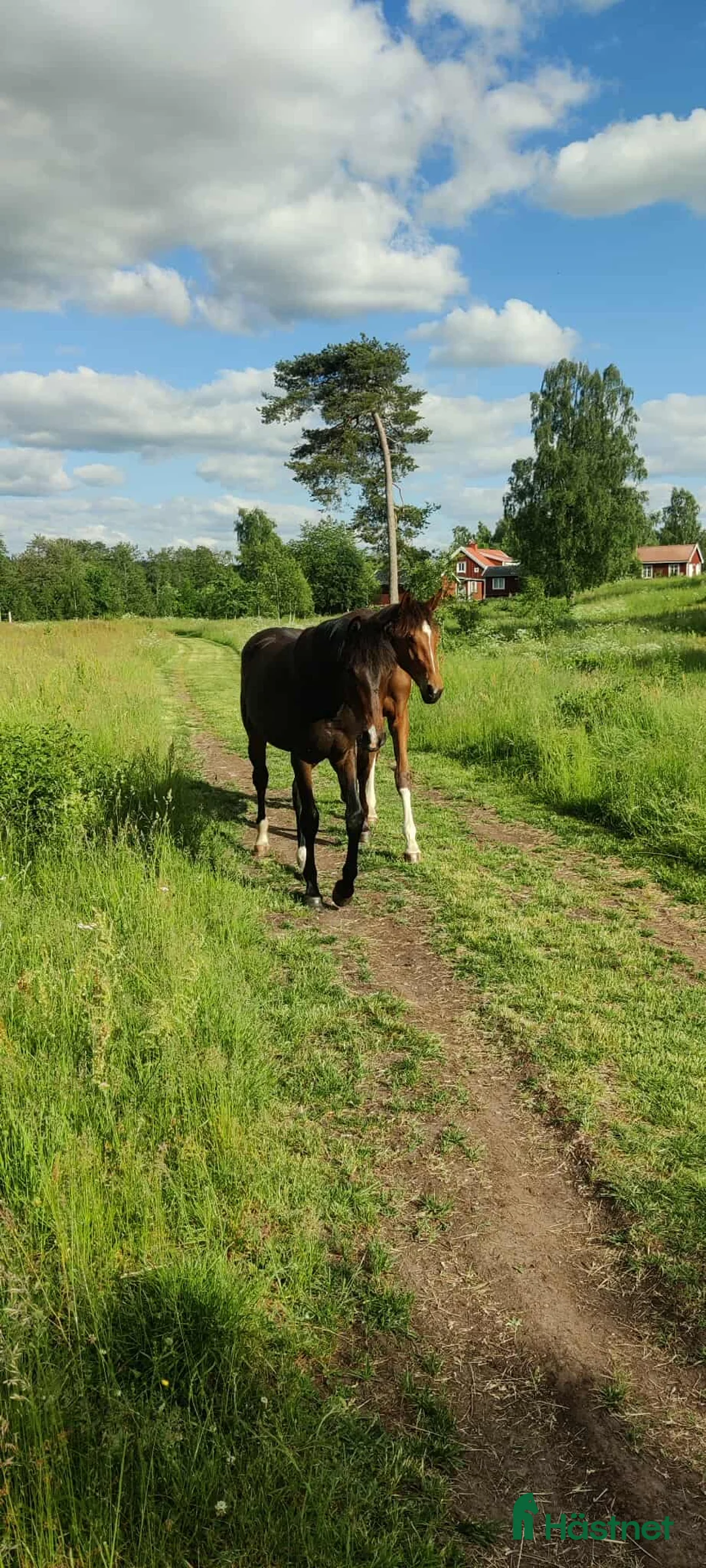  stallplats finnes: Sommarbete/Tillfällig uppstallning sommaren 2026 - Annons 2