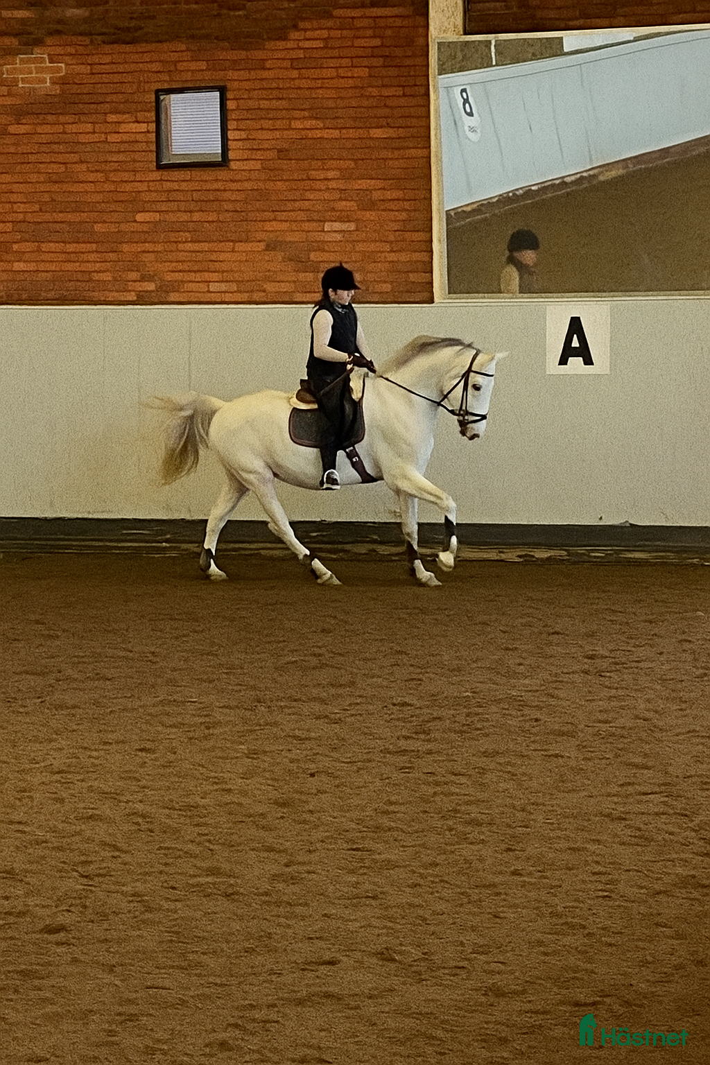  medryttarhäst sökes: Söker medryttarhäst - Annons 1