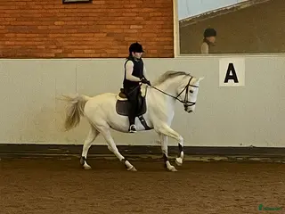 medryttarhäst sökes: Söker medryttarhäst - Annons 1