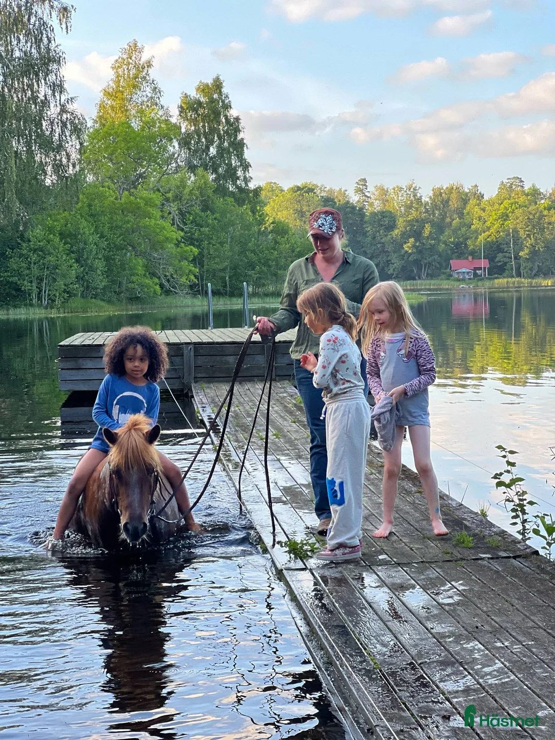 Allround hästar till salu: Rid- och körponny i Katrineholm - Annons 5