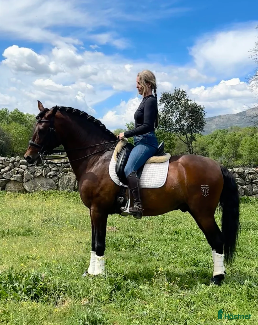 Dressyr hästar till salu: Elitstammad trygg PRE läromästare  i Guadarrama - Annons 2