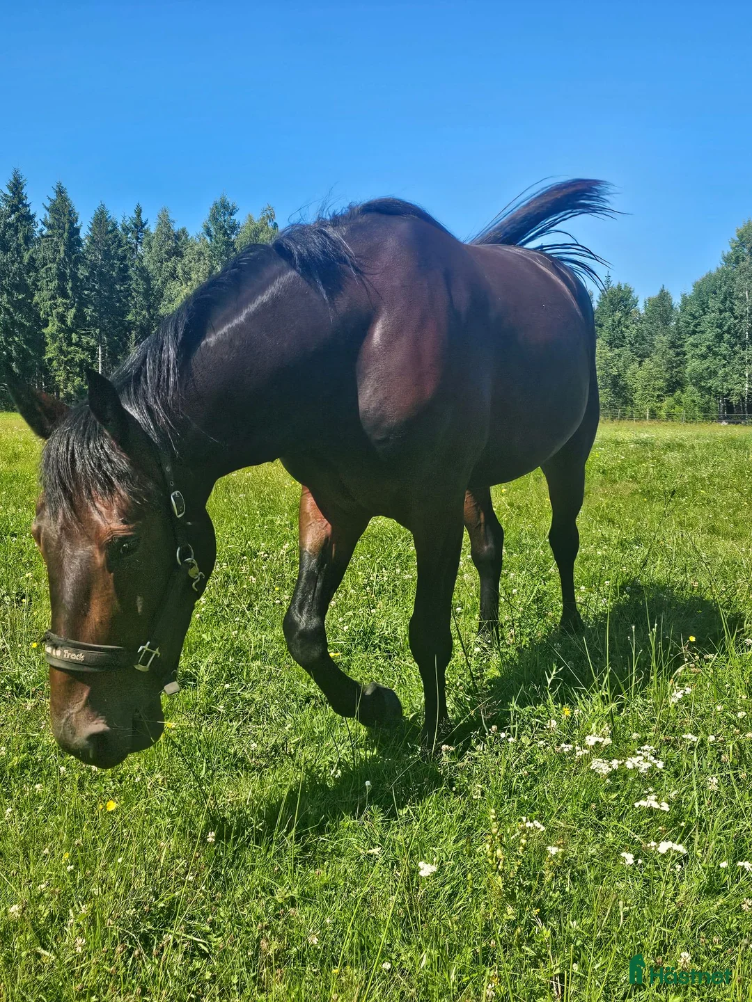 Trav hästar till salu: Värdens snyggaste Shabo  - Annons 2