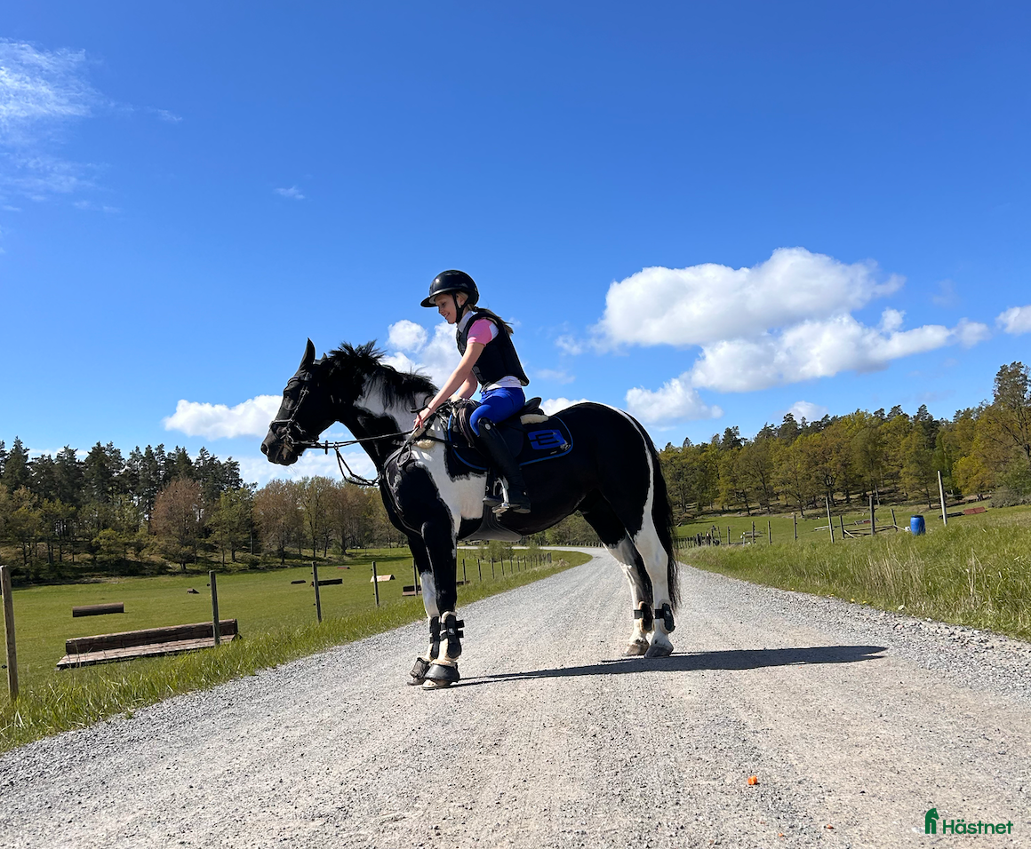  hästar Riktigt gullig ponny för sällskap och skogsridning - Annons 2