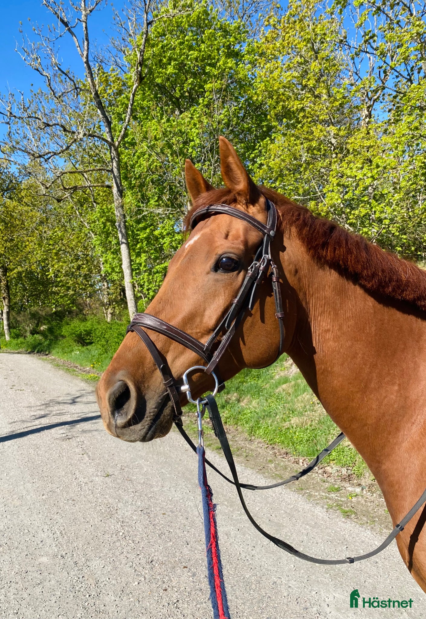  hästar Vackert och vänligt sto - Annons 2