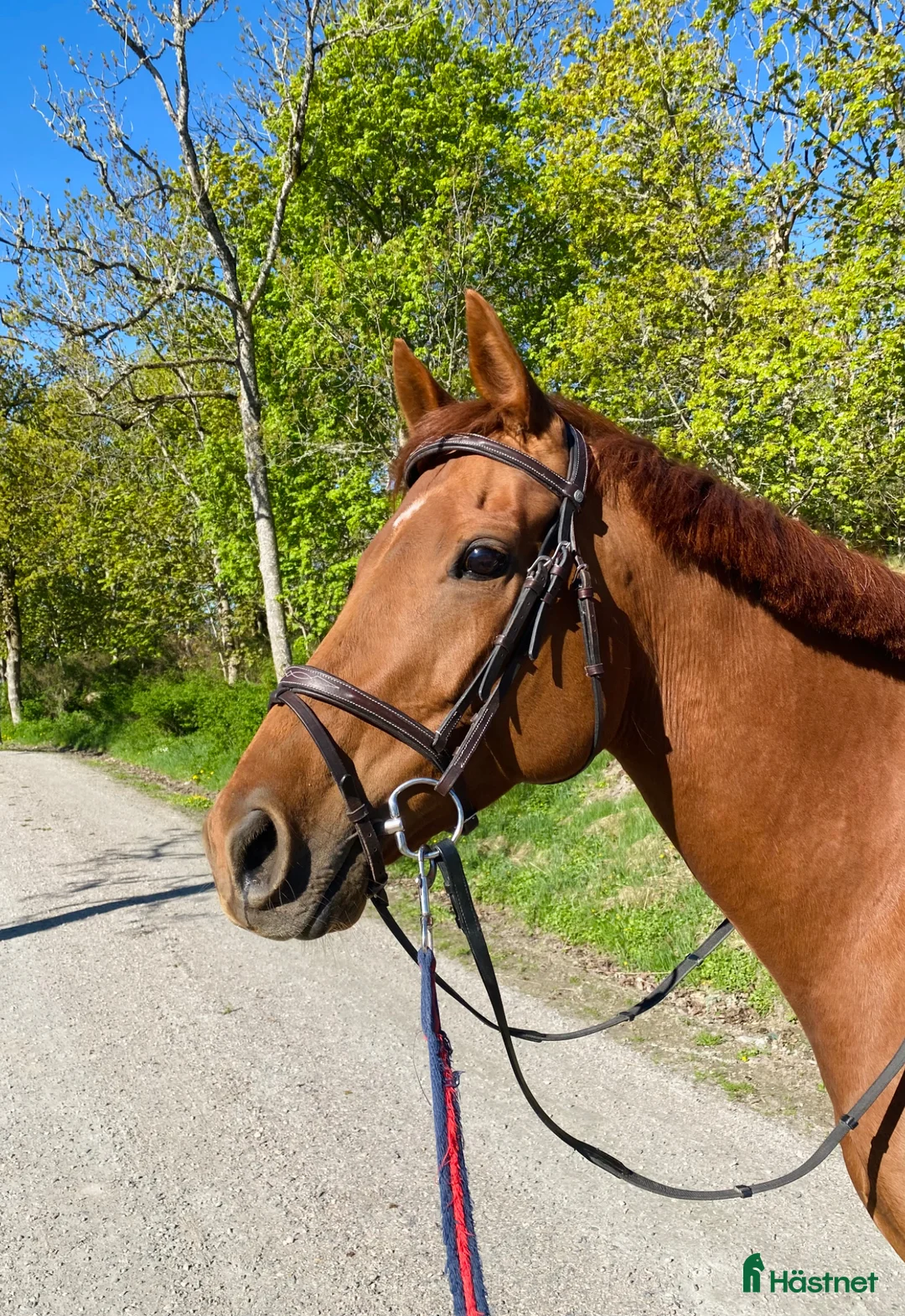 Allround hästar till salu: Vackert och vänligt sto i Trollhättan - Annons 1