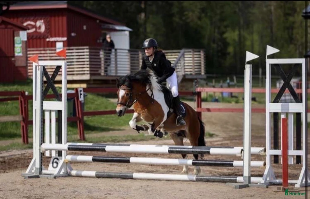 Allround hästar till salu: Hoppglad ponny söker sin egna ryttare - Annons 1