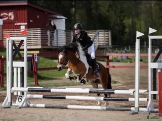 hästar Hoppglad ponny söker sin egna ryttare - Annons 3