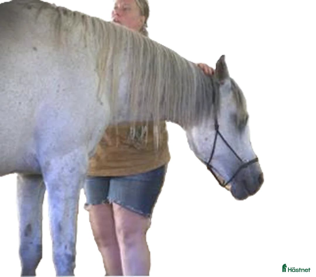  hästservice finnes: fördjupar oss något in i anatomin och biomekaniken - Annons 3