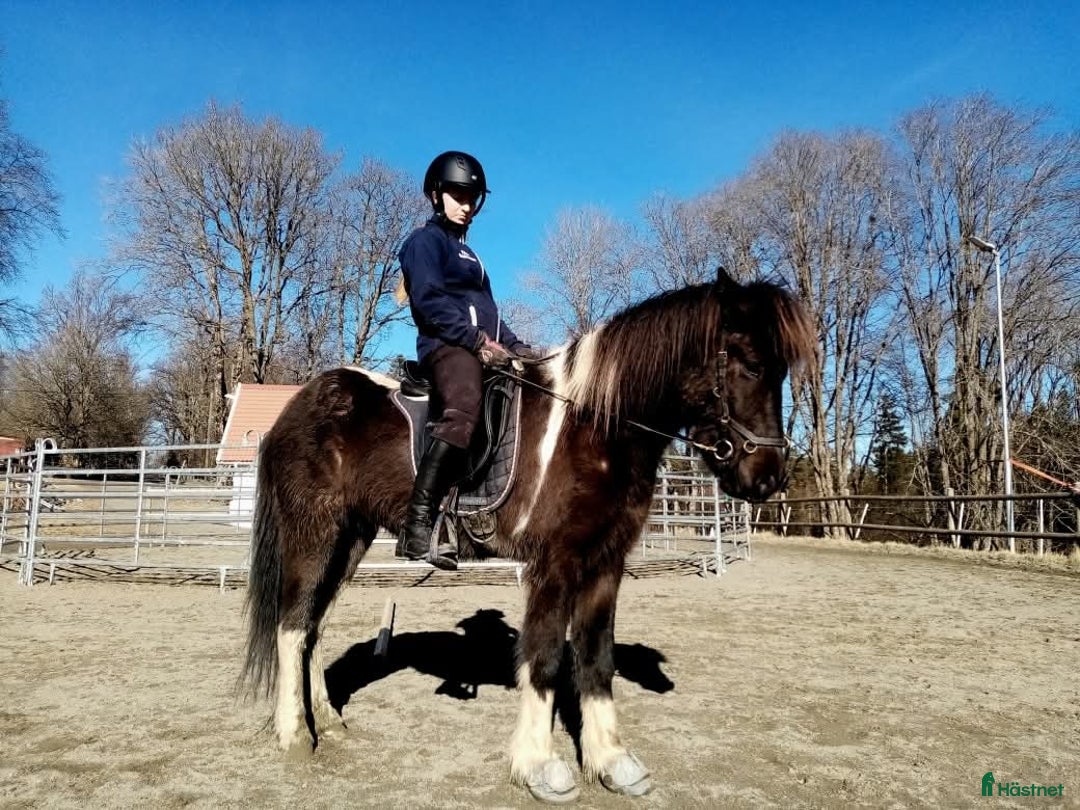 Island hästar till salu: En utmaning med stor potential!  i Tolg - Annons 4