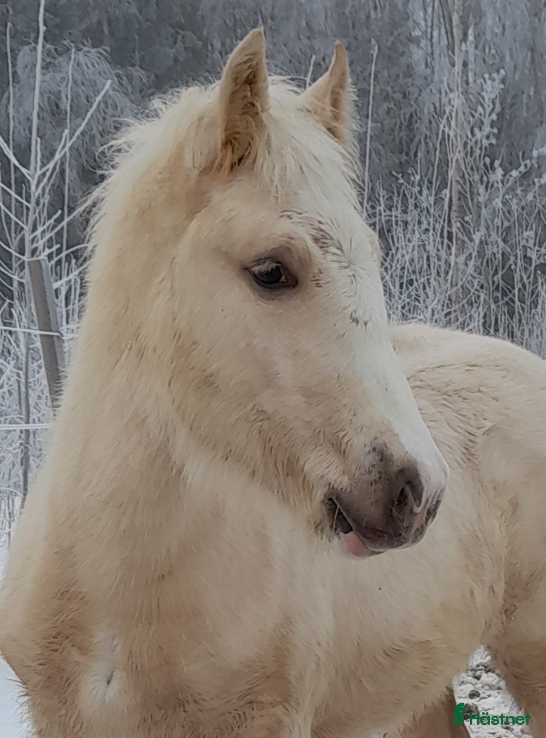 Allround hästar till salu: Större Welsh partbred i Vännäs - Bild 9