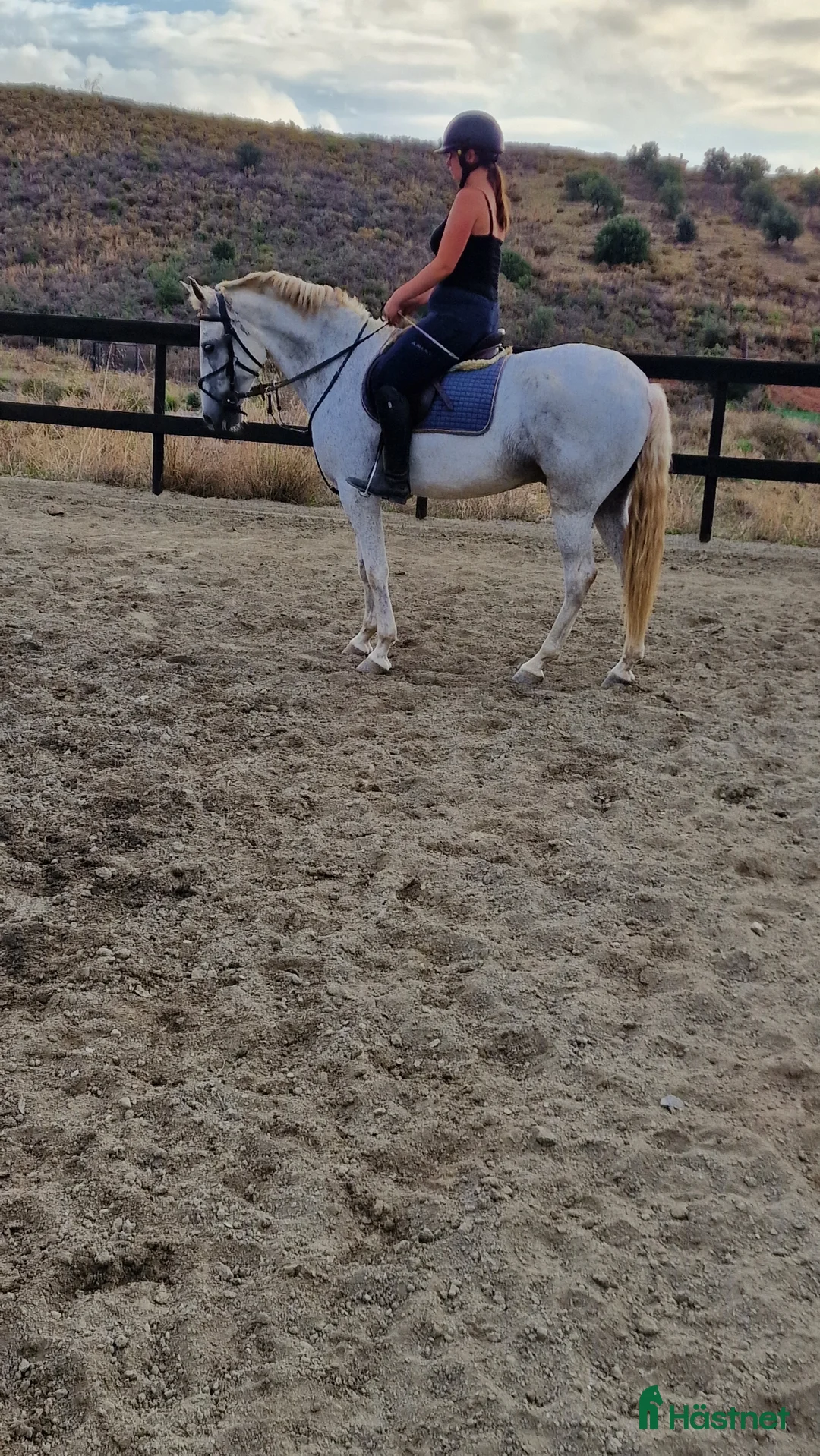 Övrigt hästar till salu: Trevliga hästar till salu i Spanien  i Mijas - Annons 8
