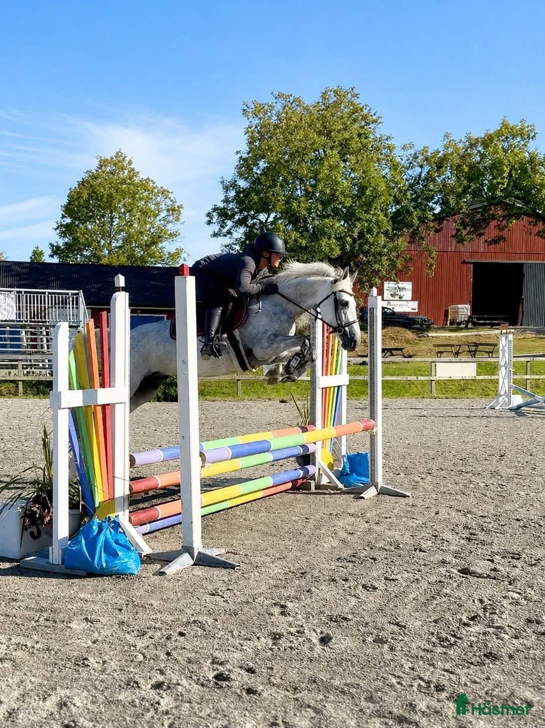  hästar Trevlig ponny för allround🌟 - Annons 10