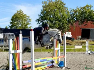 hästar Trevlig ponny för allround🌟 - Annons 11