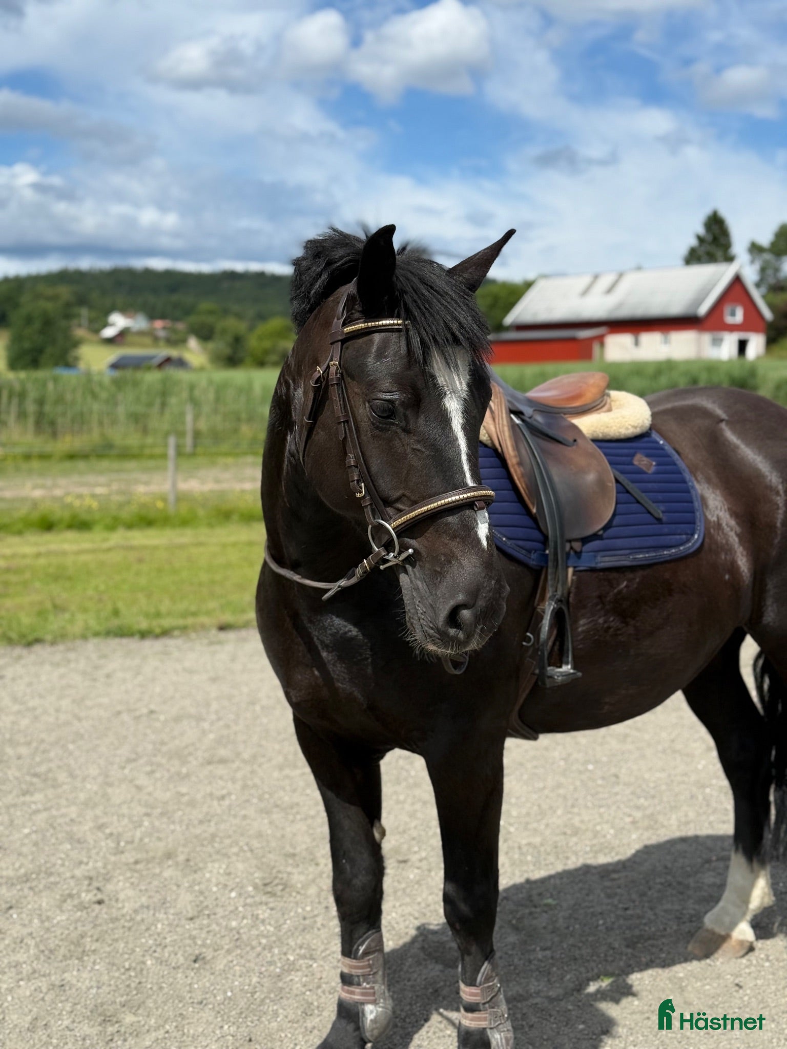  hästar Trevlig maxad d-ponny för allround/verksamhet - Annons 1