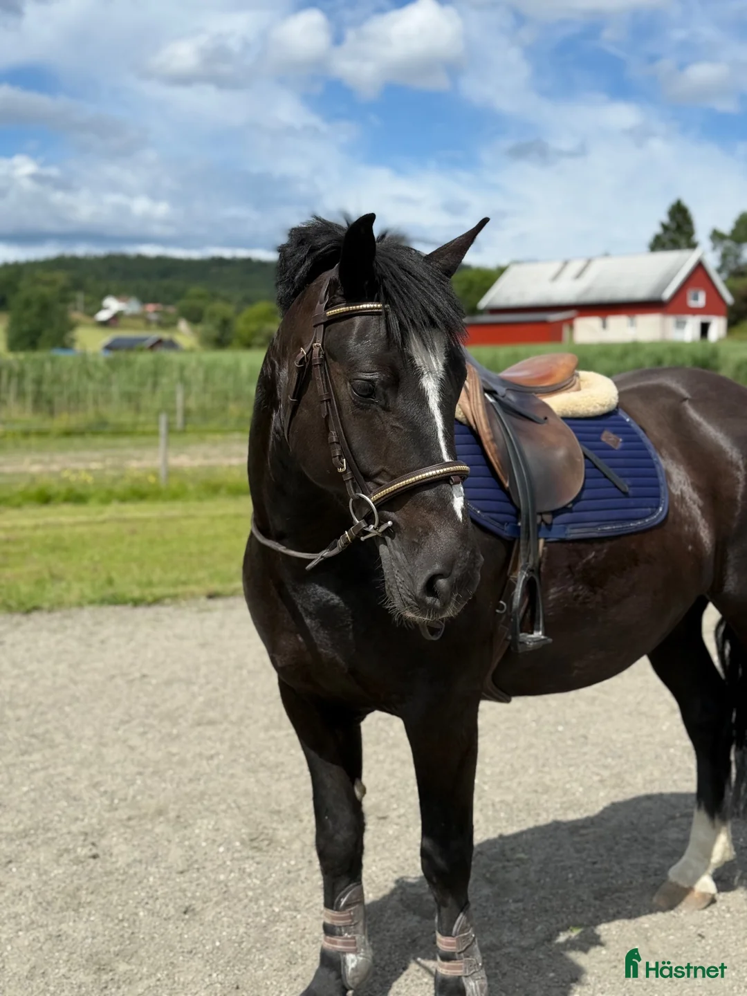 Allround hästar till salu: Trevlig maxad d-ponny för allround/verksamhet - Annons 1