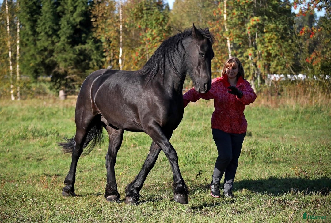 Allround hästar till salu: **Exceptional Horse for Sale** - Annons 25