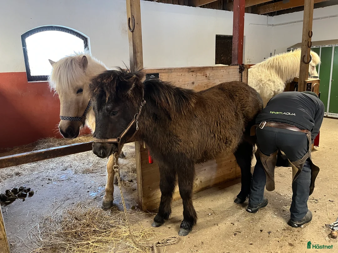 Island hästar till salu: Hingst född 2025 - Annons 2