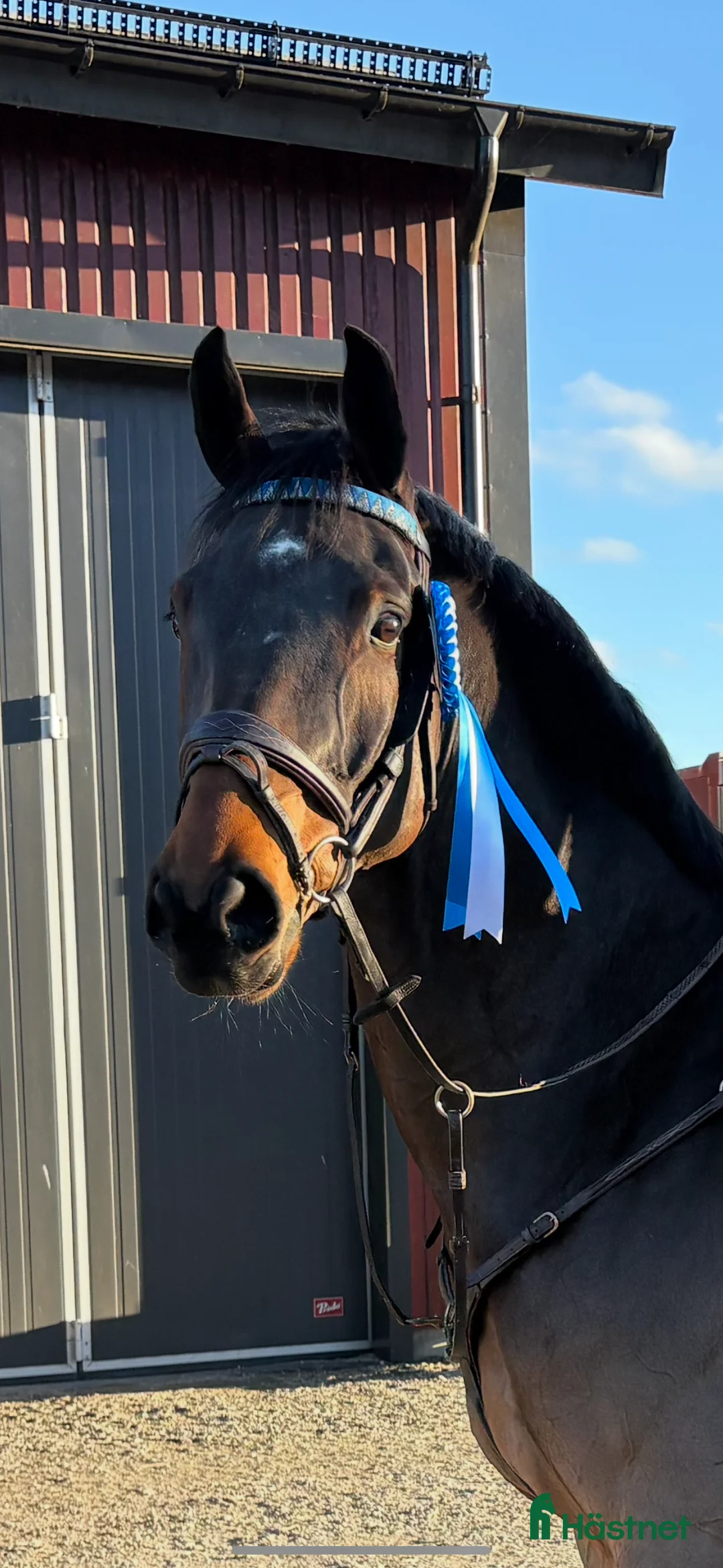 Hoppning hästar till salu: Storhoppande rolig häst - Annons 2