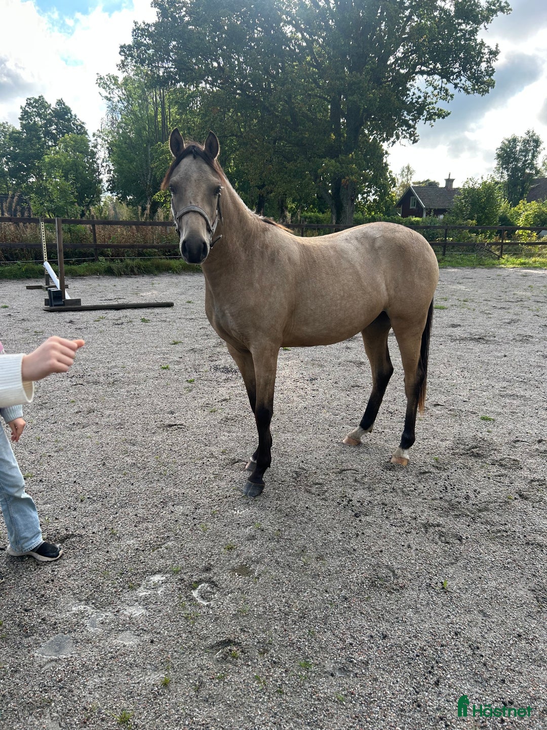 Allround hästar till salu: Fin dubbeltalang med prestationsstam i Vintrosa - Annons 1