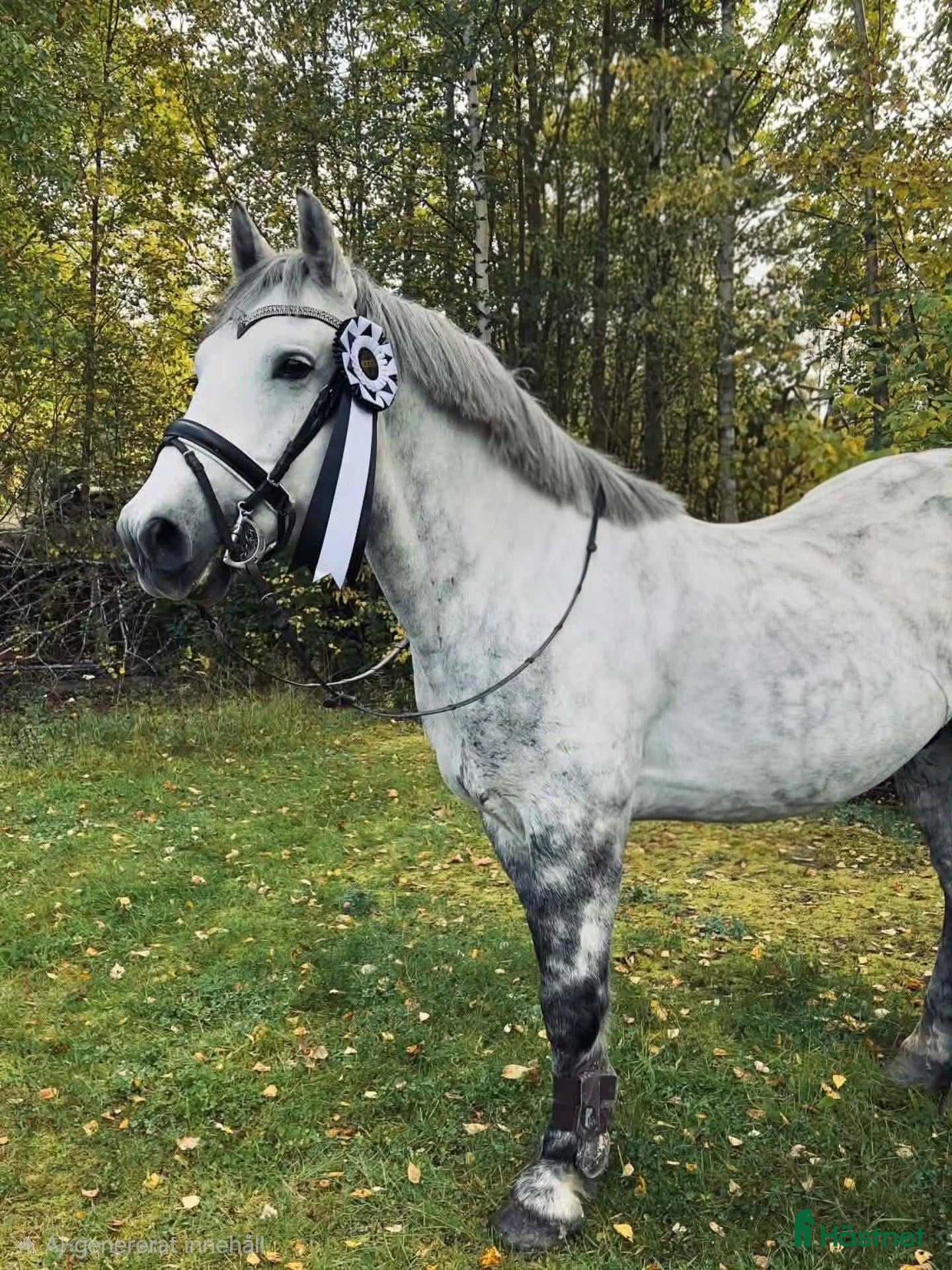  hästar till salu: Mysig ponny - Annons 6