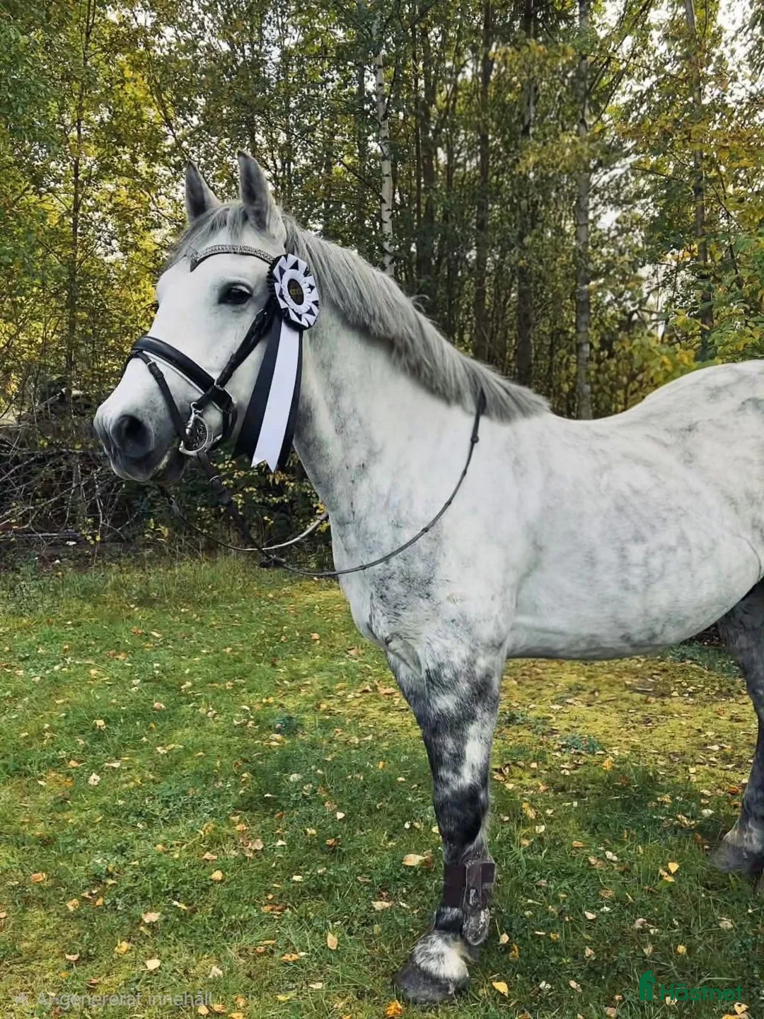 Allround hästar till salu: Mysig ponny - Annons 1