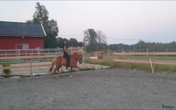 Island hästar till salu: 3 islandsston av hög kvalitet säljes pga flytt  i Fjärås - Annons 13