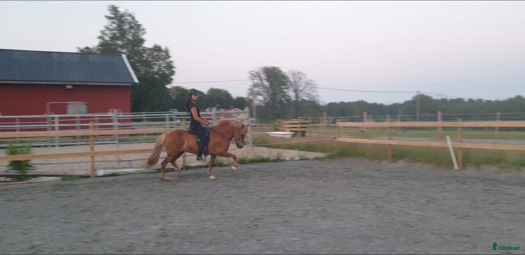 Island hästar till salu: 3 islandsston av hög kvalitet säljes pga flytt  i Fjärås - Annons 13