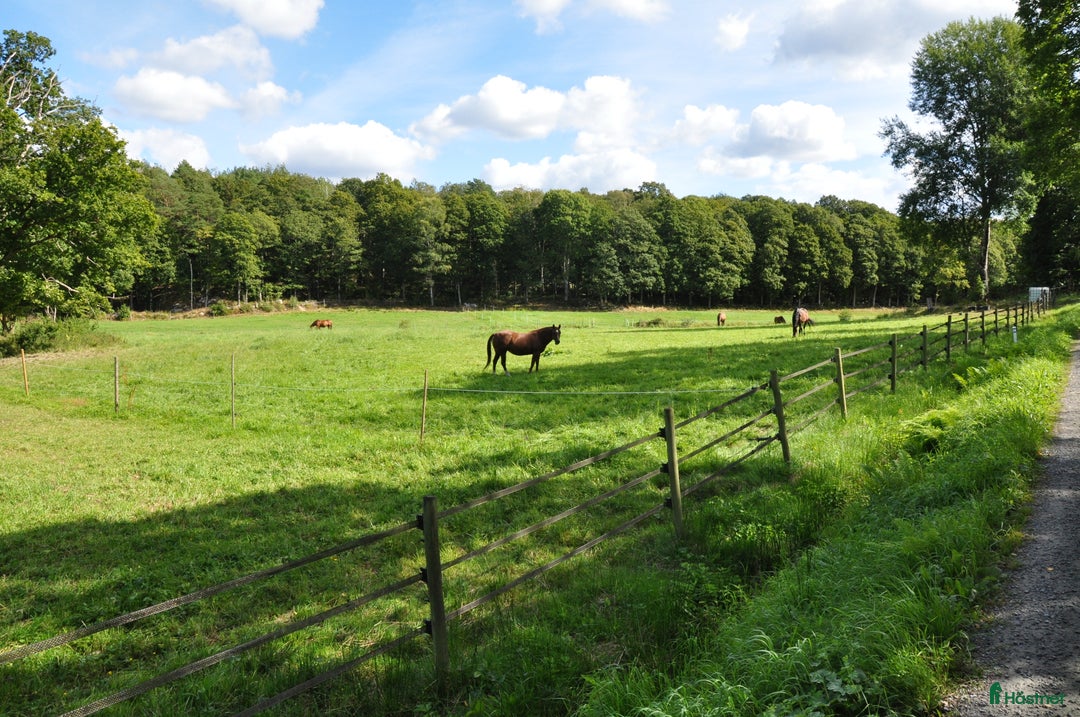  stallplats finnes: Ledig boxplats i ett härligt stall i Lindome i Lindome - Annons 1
