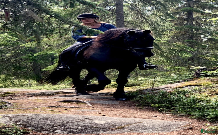  hästar i Vaxholm - Annons 4