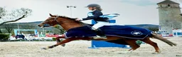 Hoppning hästar till salu: Competitive 138 C Jumpinv Pony in France  i Stockholm - Annons 2