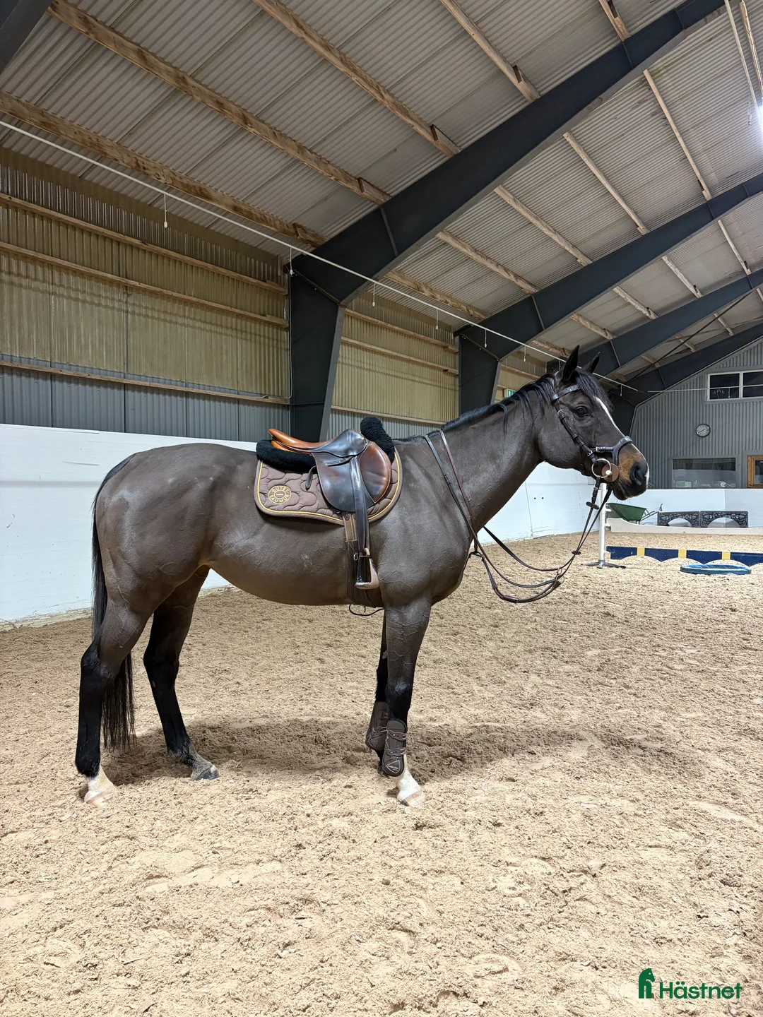 Allround hästar till salu: Trevlig allroundhäst!  i Söderköping - Annons 1