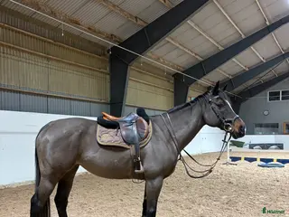 hästar Trevlig allroundhäst! i Söderköping - Annons 14