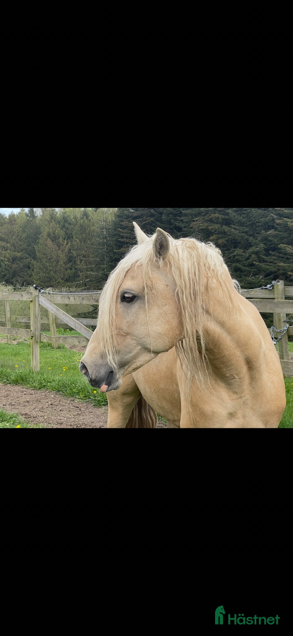  hästar Andrade Lusitano Perla - Annons 1