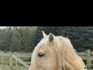 hästar Andrade Lusitano Perla - Annons 1