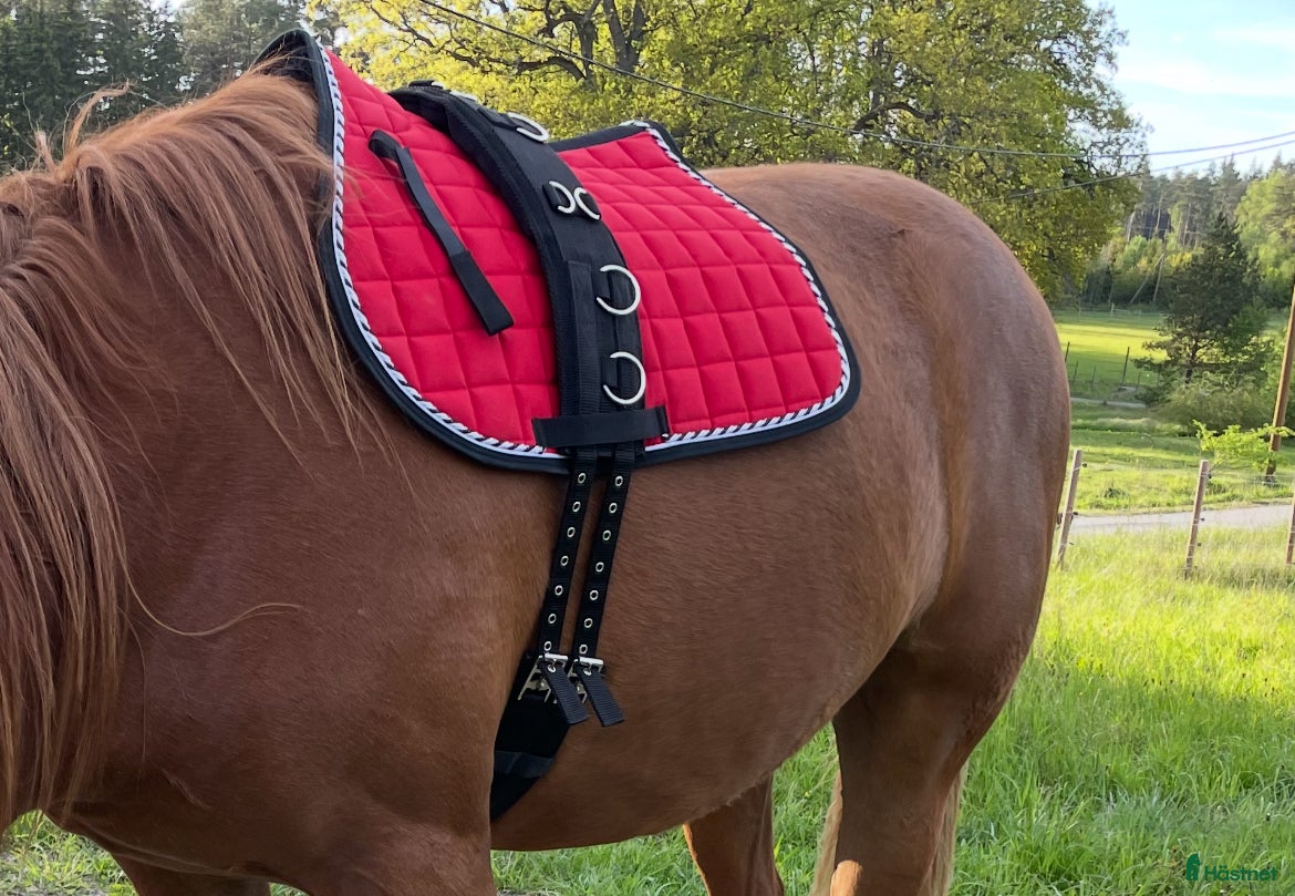 Övrig Hästutrustning hästutrustning till salu: Longergjord i Bro - Annons 4