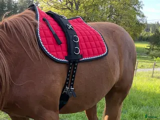 Övrig Hästutrustning hästutrustning Longergjord i Bro - Annons 5