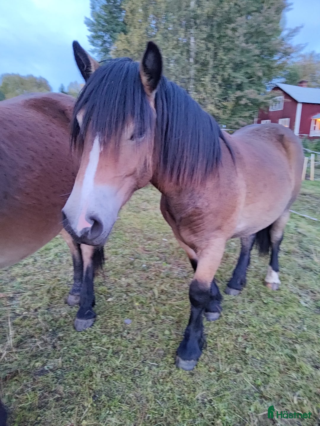 Körning hästar till salu: Tora – lovande unghäst född 2024 i Strömsund - Annons 2