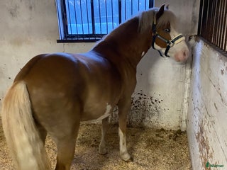 medryttarhäst finnes: Medryttare eller halvfodervärd i Växjö - Annons 17