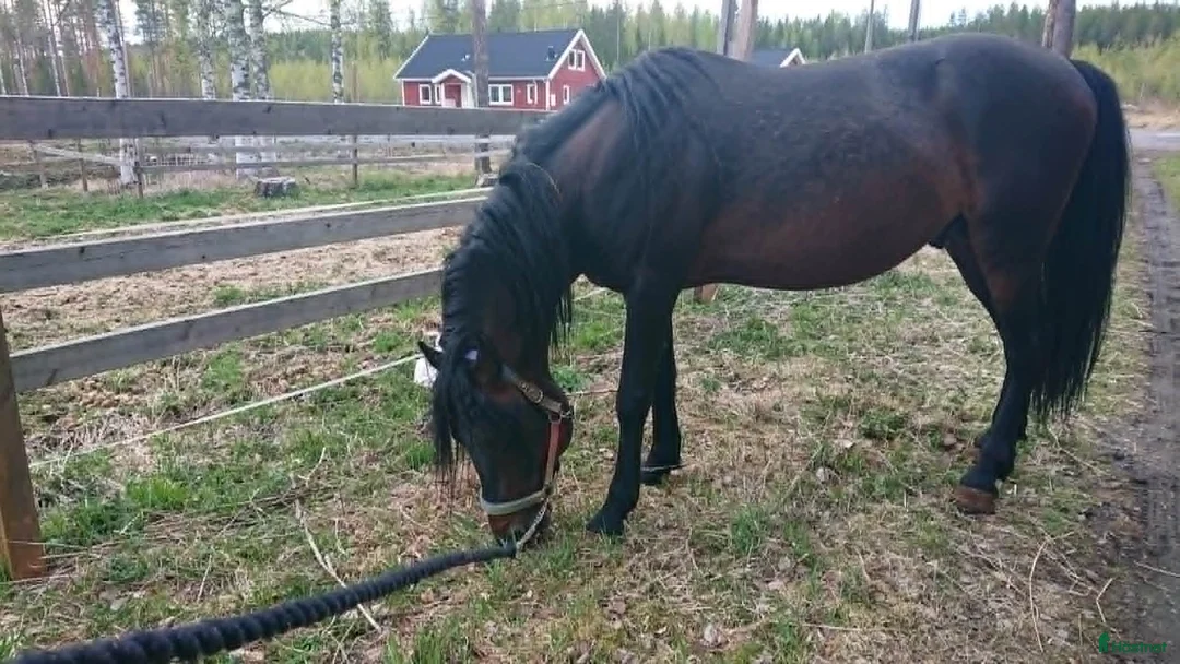 Allround hästar till salu: 5 renrasiga Paso Finos (en eller fler) - Annons 26