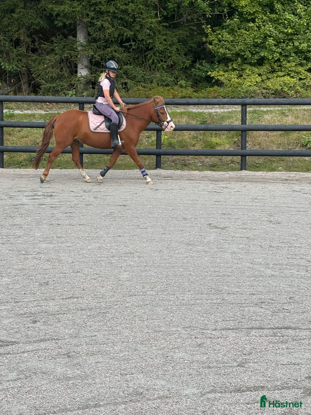 Allround hästar till salu: Världens sötaste Molly letar nytt hem  - Annons 3