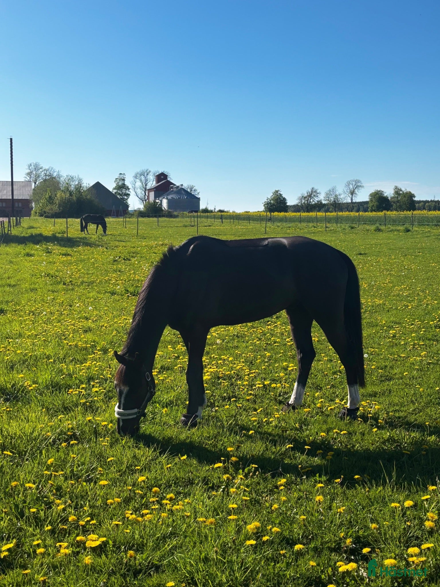  hästar Underbar & vacker 4-åring - Annons 1
