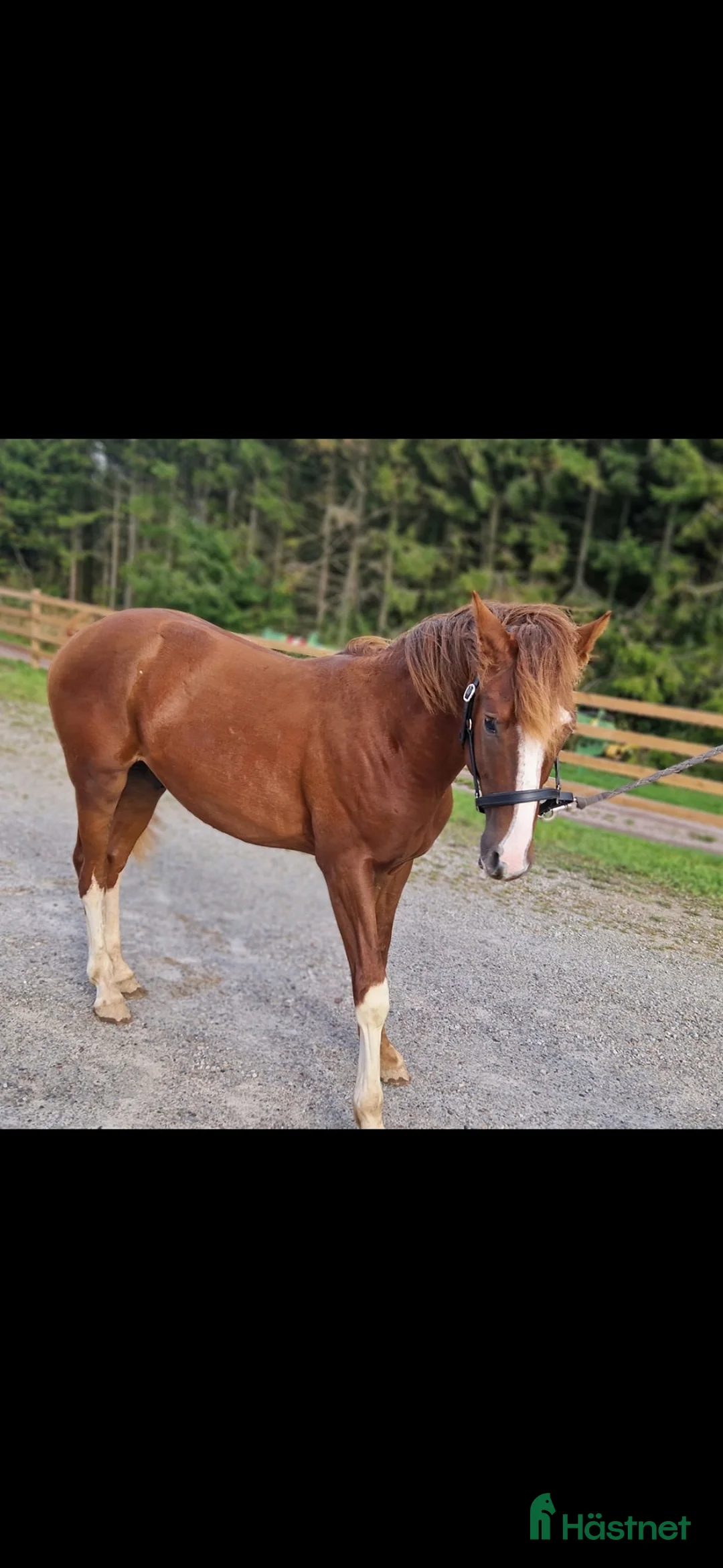 Allround hästar till salu: ⭐️ Gyllens Alpha ⭐️ i Svedala - Annons 3
