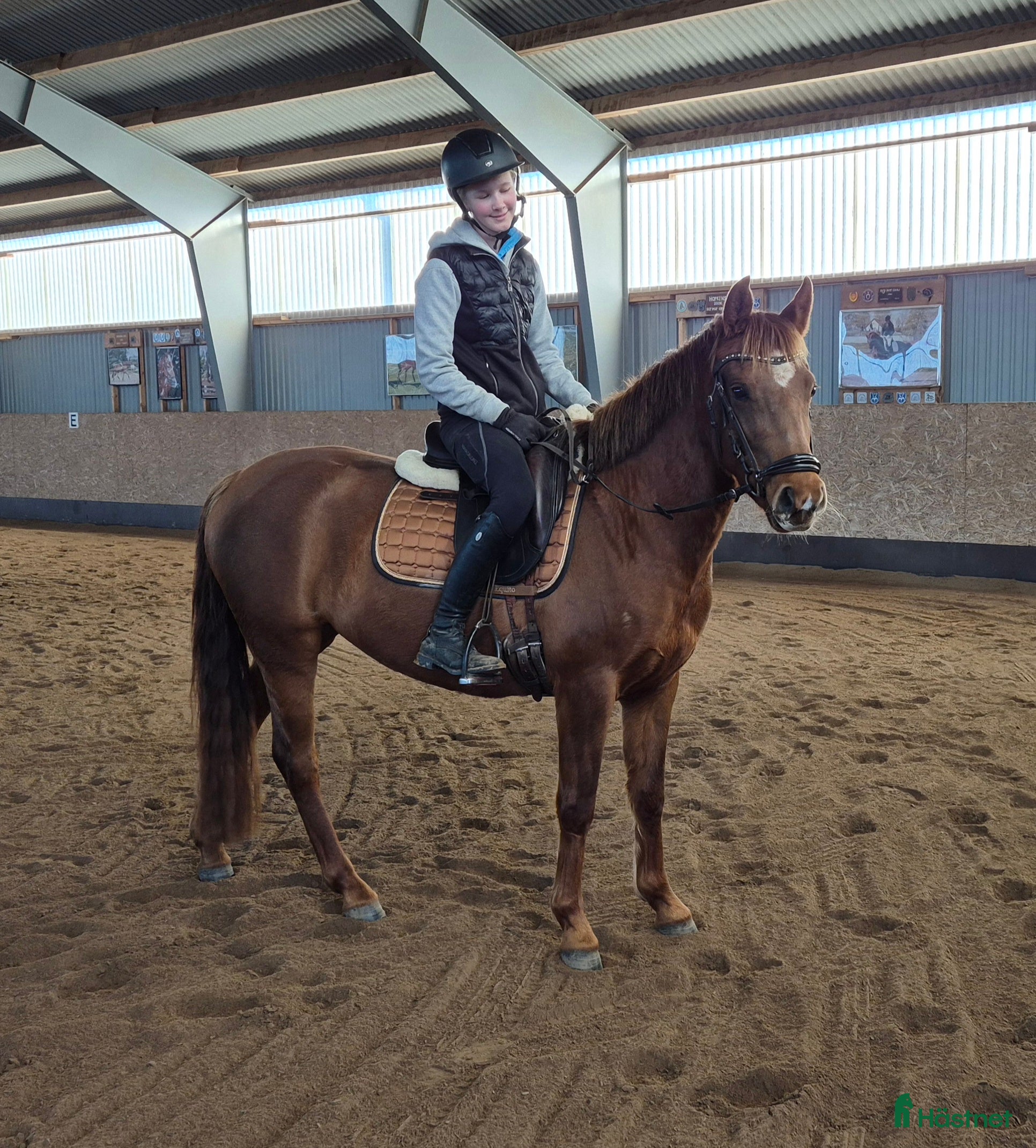  hästar Trevlig svensk ridponny. - Annons 10