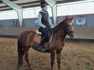 hästar Trevlig svensk ridponny. - Annons 10