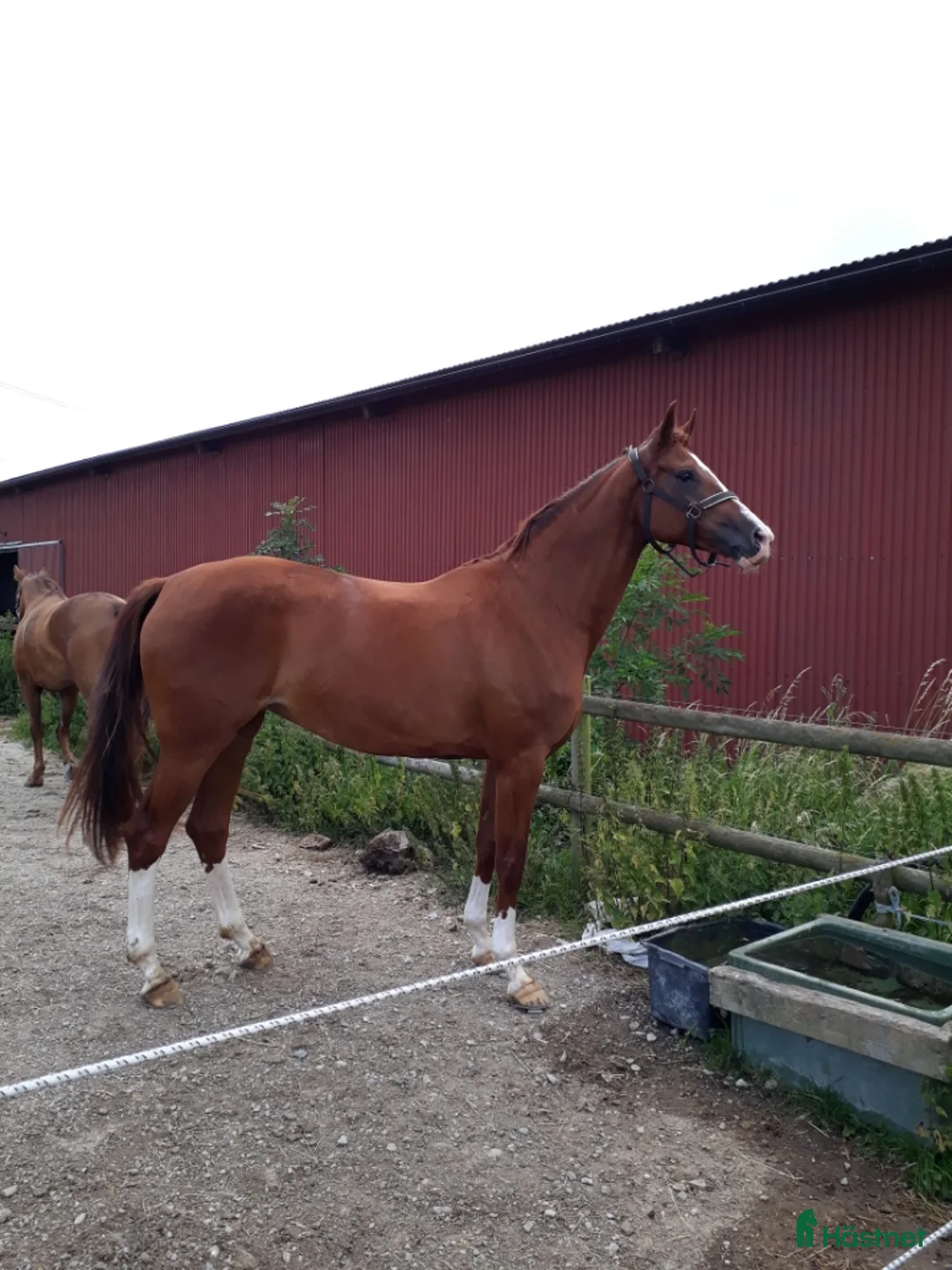 Avelshästar hästar till salu: Avelsto e. Quaterback dräktig med Ampere i Hörby - Annons 6