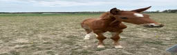 Hoppning hästar till salu: Vacker SWB Hingst - Annons 3