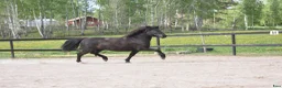 Island hästar till salu: Robust valack   - Annons 5