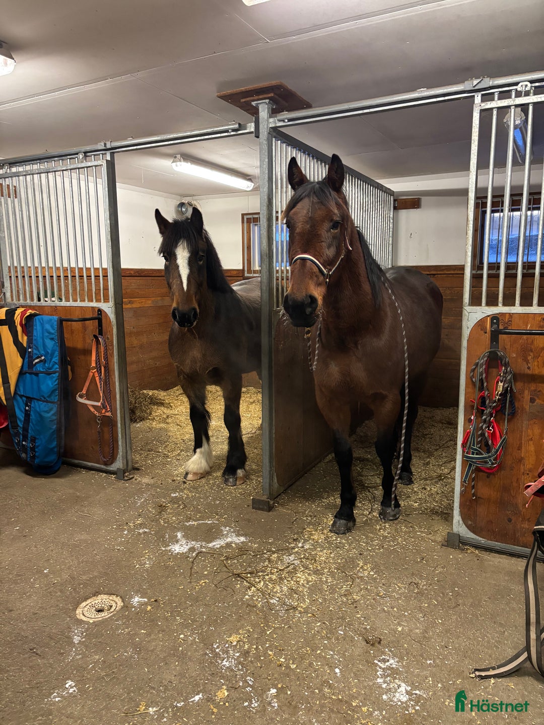 Allround hästar till salu: Trevligt allround sto  i Umeå - Annons 1